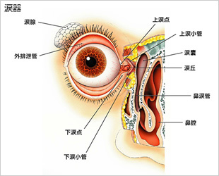 涙器